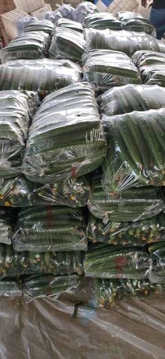 [刺黄瓜批发]刺黄瓜 25~35cm价格1.5元/斤 10000斤起批