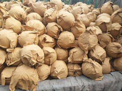 [圆黄梨批发] 元黄梨,9O以上,预售价格1.8元/斤 5000斤起批