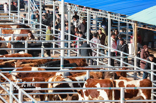内蒙古鄂尔多斯 活畜市场交易火热